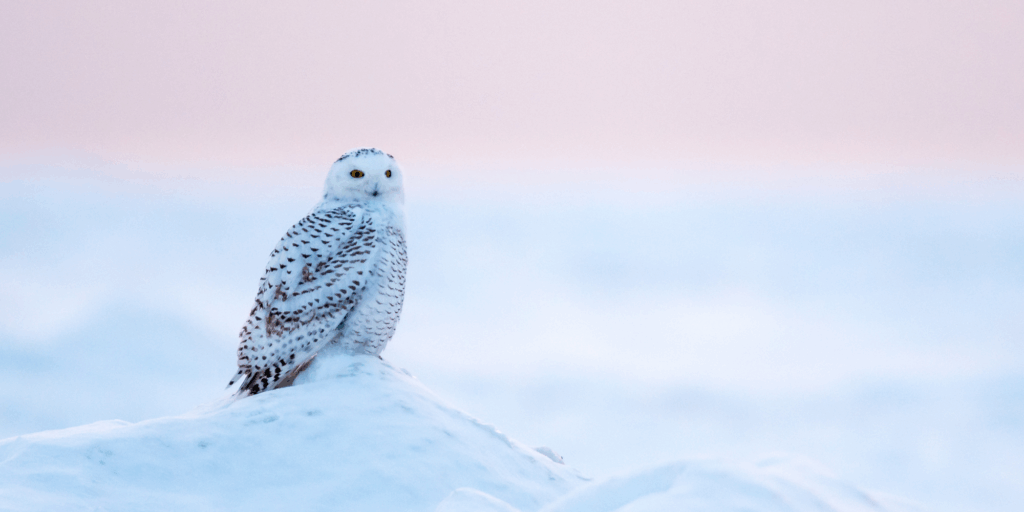 Money Laundering, Terrorism and Proliferation Financing Risk Assessments for Accounting Professionals