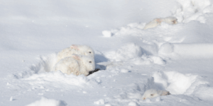 Money Laundering, Terrorism and Proliferation Financing Risk Assessments for Corporate Finance, Venture Capital and Private Equity Firms