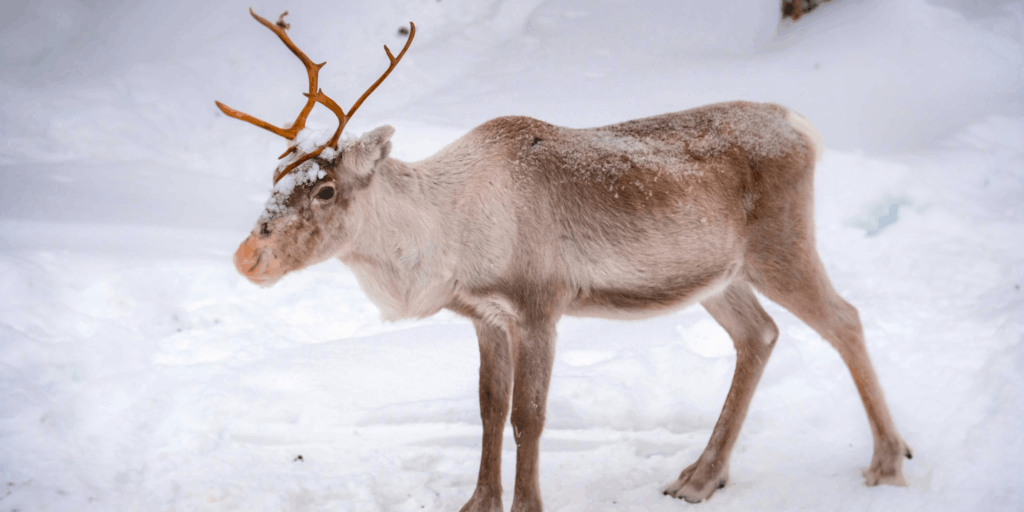 Money Laundering, Terrorism and Proliferation Financing Risk Assessments for Dealers in Precious Metals and Stones