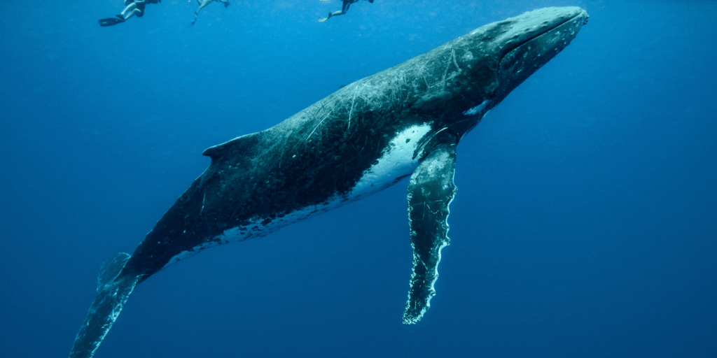 Money Laundering, Terrorism and Proliferation Financing Risk Assessments for Securities and Commodities Dealers