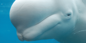 Redefining the role of the MLRO in the age of digital compliance