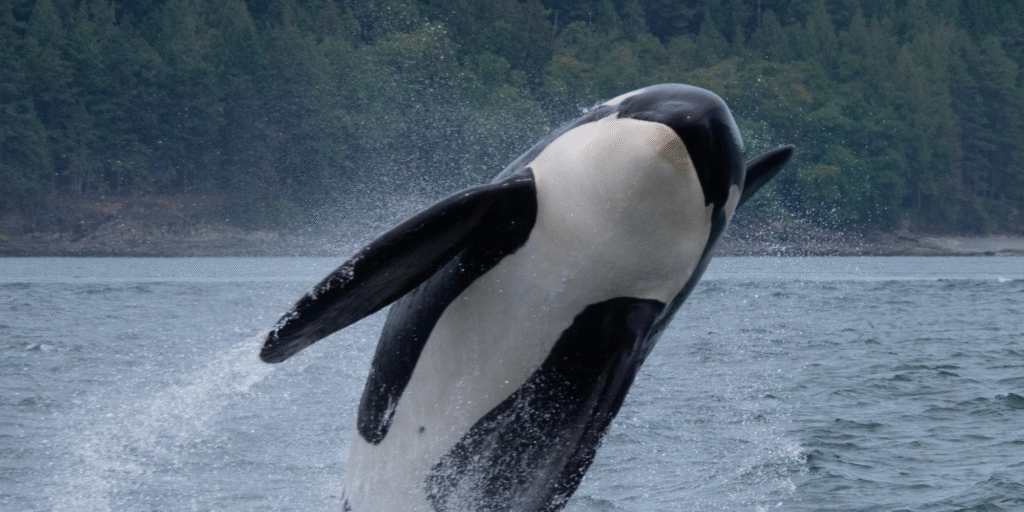 The Fatal Temptation Why IT teams believe they can build Financial Crime Risk Assessment Platforms and why they shouldn’t