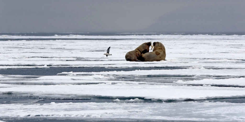 The control environment under the microscope - Why assessing control effectiveness is now a core strategic capability