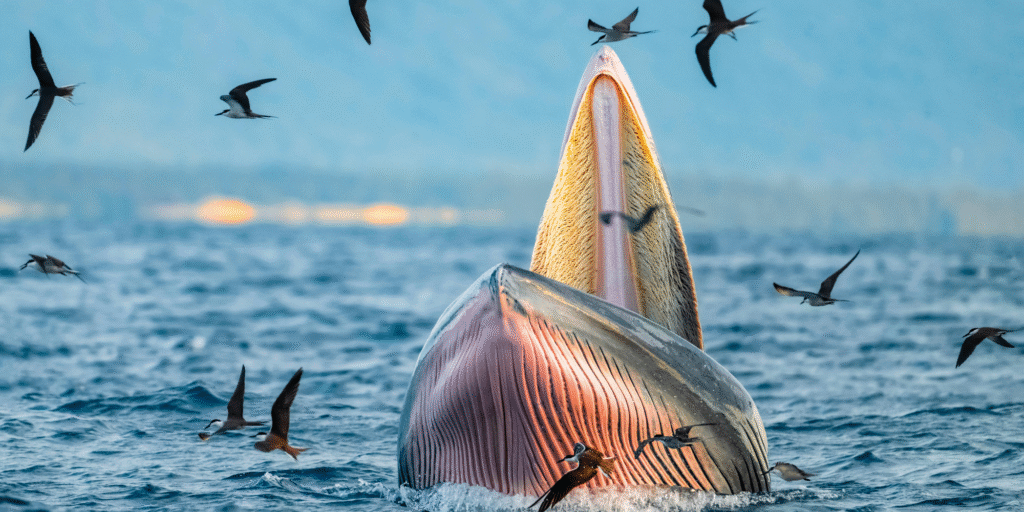 Why Financial Crime Risk Assessments are the cornerstone of institutional integrity