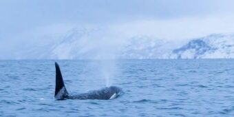 December 2025 Arctic Intelligence Newsletter